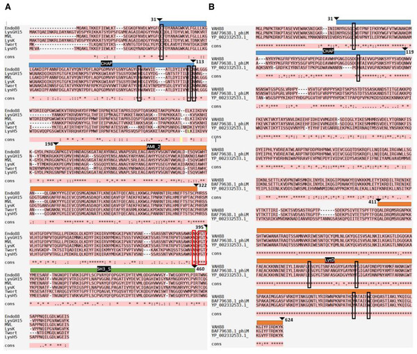 Multiple sequence alignment analysis and prediction of domains of Endo88 and VAH88.