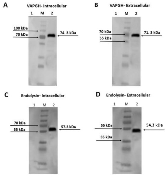 Western blot analysis showing intracellularly and extracellularly expressed VAH88 (A and B) and Endo88 (C and D) by recombinant L. lactis.