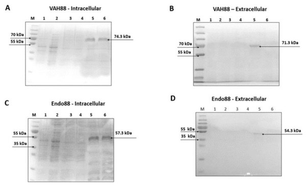 SDS-PAGE analysis showing intracellularly and extracellularly purified VAH88 (A and B) and Endo88 (C and D) by recombinant L. lactis.