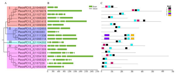 Phylogenetic relationships, gene structures, and conserved motifs analysis of C2H2-ZFs in P. ostreatus.