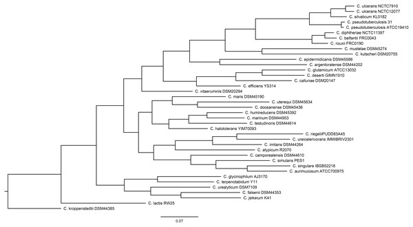 The Corynebacterium species tree that was generated by the PosiGene pipeline, using CONSENSE from the PHYLIP package.