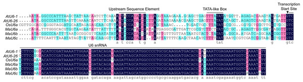 Multiple alignments of banana, rice, and Arabidopsis U6 gene and promoter sequences.