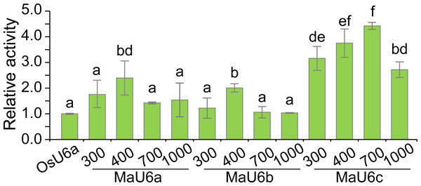 Activity analysis of different sizes of U6 promoters for driving LUC expression.