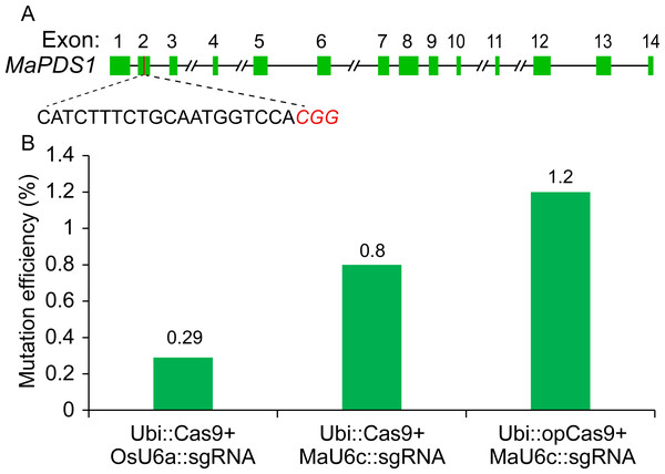 Validation of targeted mutagenesis of MaPDS1 induced by the optimized CRISPR/Cas9 system in banana.