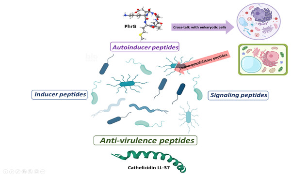 Proposal for peptide role at sub-MIC concentrations in microbial populations.