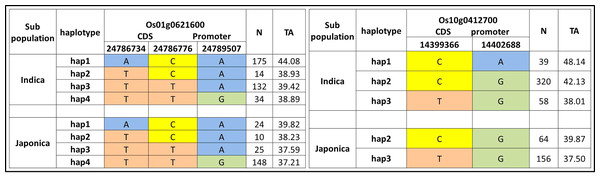Haplotypes of two significant loci for tiller angle in indica and japonica subpopulations.