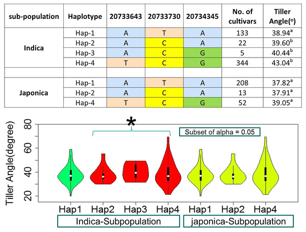 Haplotypes of known gene TAC1 significant loci for tiller angle in indica and japonica subpopulations, hence an asterisk (*) indicates the haplotypes with wider tiller angle.