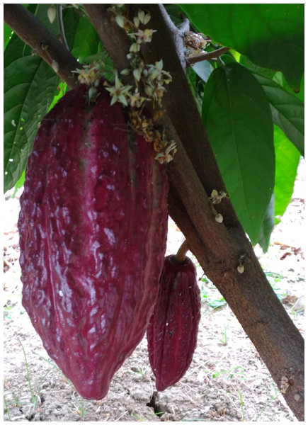 Theobroma cacao L. cultivar CCN 51: a comprehensive review on origin ...