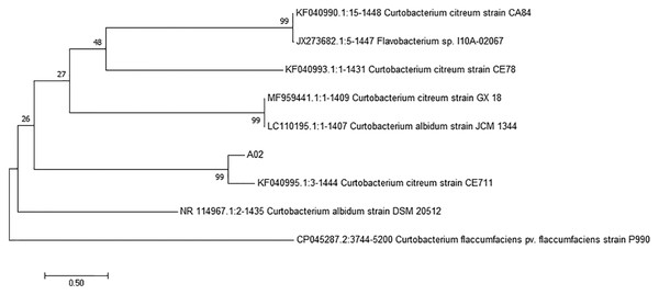 Phylogenetic tree based on 16S rRNA gene sequences of strain A02 from cassava roots.