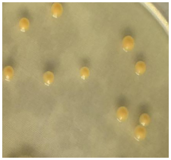 Colony morphology of strain A02 on an LB plate.