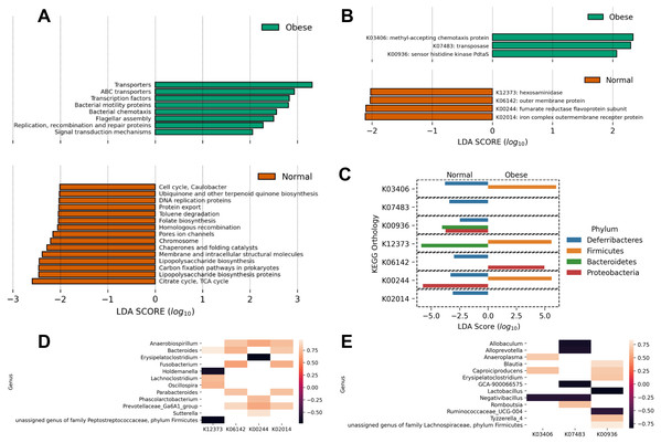 Predicted metabolic functions in the microbiome of obese and normal weight dogs.
