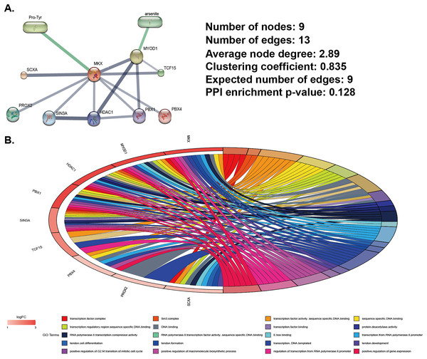 Analysis of MKX-related gene and compound regulatory networks.