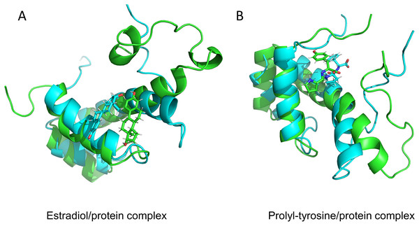 Protein conformation before and after MD.