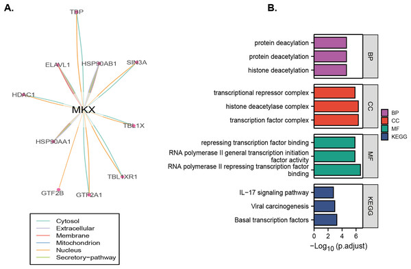 Identification and enrichment analysis of proteins that may regulate MKX.