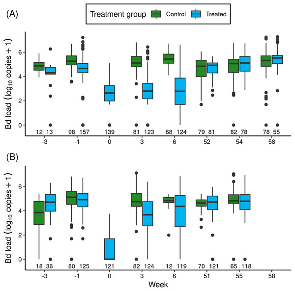 For the itraconazole treatment experiment in Barrett (A) and Dusy (B) basins, temporal patterns of Bd loads of early life stage R. sierrae in populations assigned to control and treated groups.