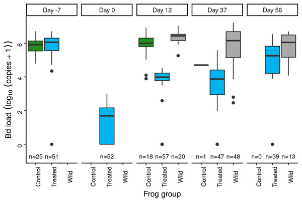 In the Dusy Basin J. lividum augmentation experiment, temporal patterns of Bd loads on subadult R. sierrae in the control, treated, and wild groups.