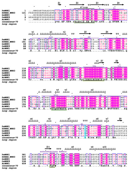 Multiple sequence alignment between PeWNK1, HUMAN_WNK1, GnWNK1, OsWNK9, and AtWNK1 protein sequences.