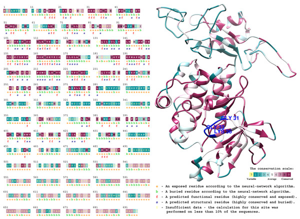 Conserved domain sequence analysis of WNK in the Bambusoideae (PeWNK1) protein predicted by Consurf server.