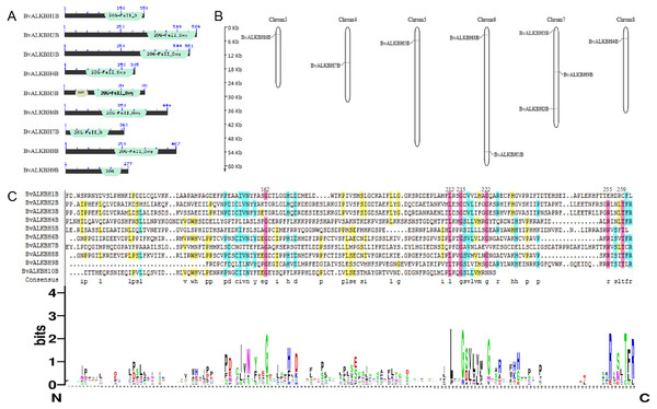 Conserved domain analysis and chromosome localization of BvALKBs.