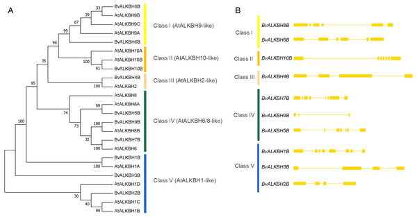 Phylogenetic relationships and gene structures of BvALKBs.