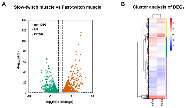 The expression profiles of DEGs in fast-twitch and slow-twitch muscles.
