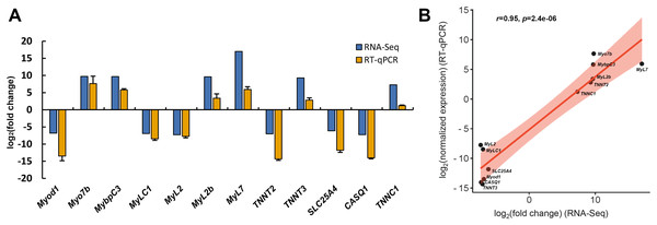 RT-qPCR verification of RNA-seq gene expression profiles.