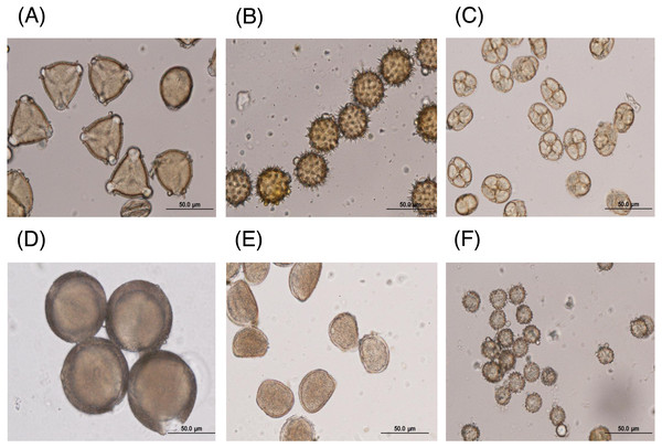 Representative LM images of (A–F) BP1–6, respectively, identified as (A) C. sinensis L., (B) H. annuus L., (C) M. diplotricha, (D) N. nucifera, (E) X. complanata, and (F) A. conyzoides flower pollen.