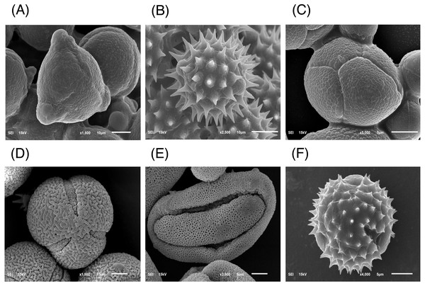 Representative SEM images of (A–F) BP1–6, respectively, identified as (A) C. sinensis L., (B) H. annuus L., (C) M. diplotricha, (D) N. nucifera, (E) X. complanata, and (F) A. conyzoides flower pollen.