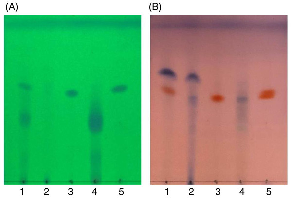 TLC images showing the profile of DCMMBP2 (lane 1), DCMMBP2-1 (lane 2), DCMMBP2-2 (lane 3), DCMMBP2-3 (lane 4), and naringenin (lane 5) under (A) UV light and (B) after 3% (v/v) anisaldehyde in MeOH.