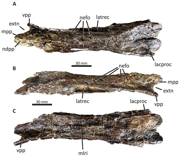 Fused nasals of Eotyrannus lengi IWCMS: 1997.550.