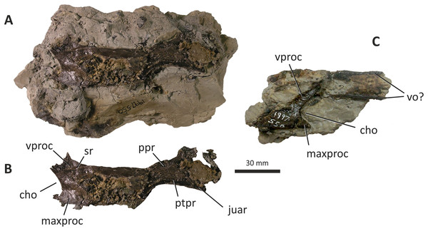 Palatines and possible vomers of Eotyrannus lengi IWCMS: 1997.550.