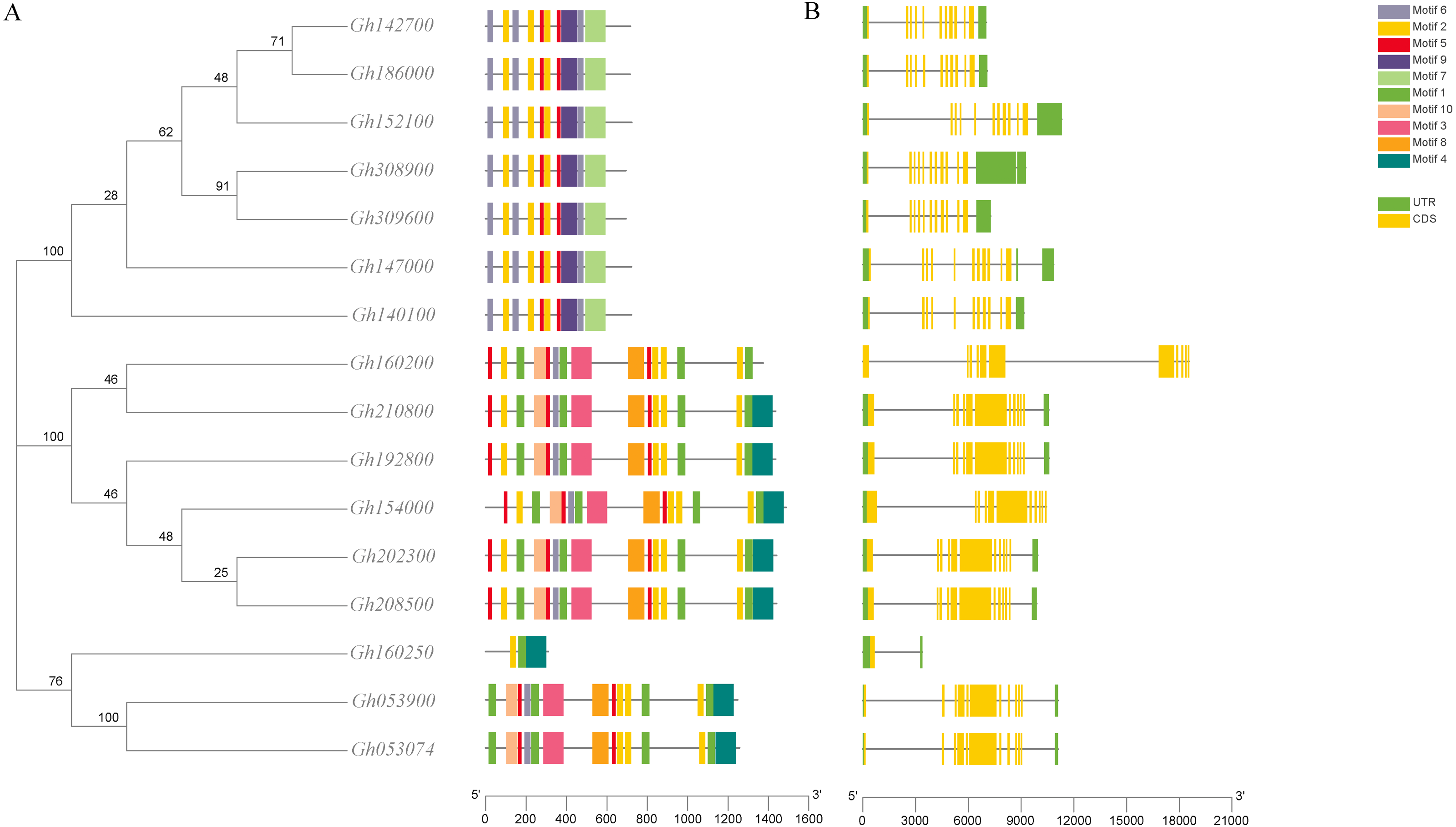 Genome-wide identification and characterization of the CLASP_N