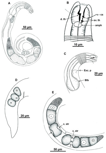 Microlaimus campiensis sp. n.