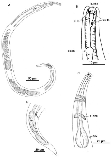 Microlaimus alexandri sp. n.