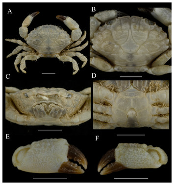 A review of the common crab genus Macromedaeus Ward, 1942 (Brachyura ...