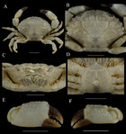 A review of the common crab genus Macromedaeus Ward, 1942 (Brachyura ...