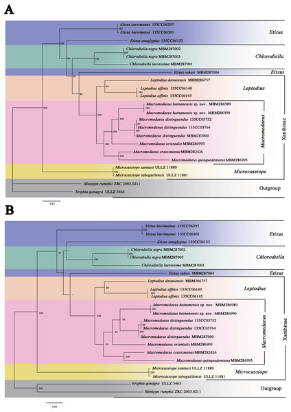Phylogenetic relationships inferred from combined 12S, 16S, 18S, COI and H3 sequences among Macromedaeus species and related genus in Xanthidae, analyzed by Bayesian Inference (BI) and maximum likelihood (ML) analyses.