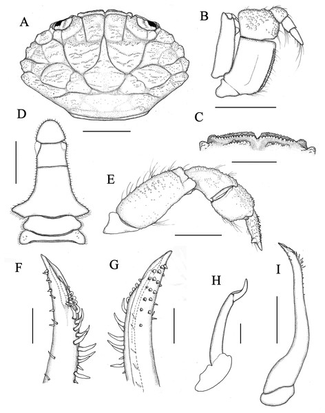 Holotype of Macromedaeus hainanensis sp. nov., male, 6.54 × 4.34 mm (MBM286988).