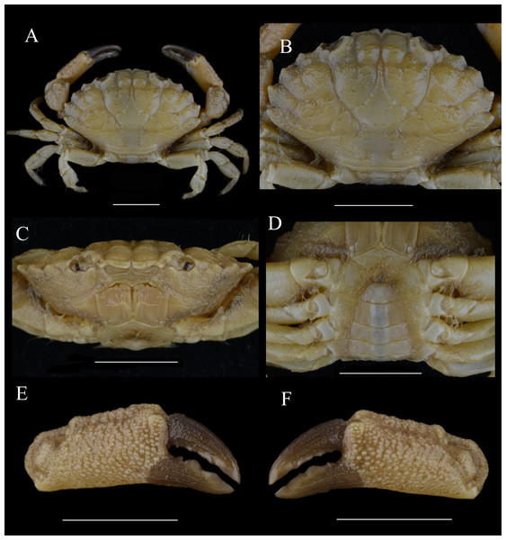 Paratype of Macromedaeus hainanensis sp. nov., female, 14.69 × 9.21 mm (MBM160965).