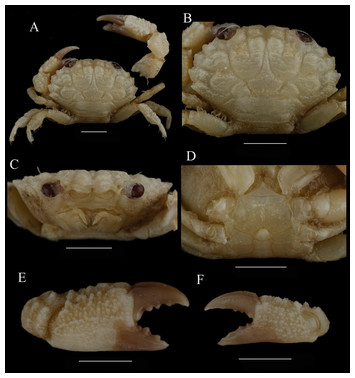 A review of the common crab genus Macromedaeus Ward, 1942 (Brachyura ...