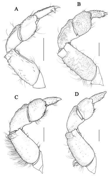 P5 of Macromedaeus species, dorsal view.