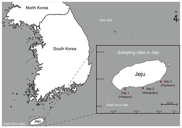Map showing the sampling sites of spiny lobsters collected by scuba diving along the southern coast line of the Jeju Island.