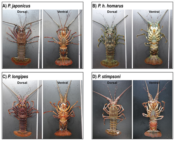 Photographs of dorsal and ventral sides of spiny lobster specimens collected from Jeju Island, South Korea.