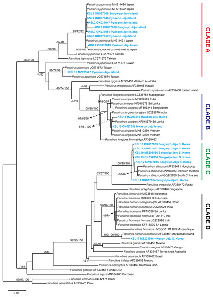 Maximum likelihood constructed tree of spiny lobster COI mitochondrial DNA.