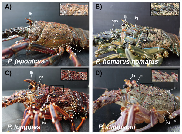 Photographs of lateral side of the carapace of spiny lobsters collected from Jeju Island, South Korea.