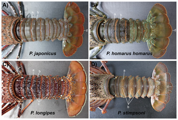 Photographs of dorsal side of the abdomen somites of spiny lobsters collected from Jeju Island, south Korea.