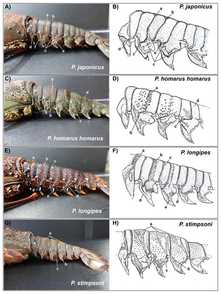 Photographs of lateral side of the abdominal somites of spiny lobsters collected from Jeju Island, South Korea and their diagrammatic view.