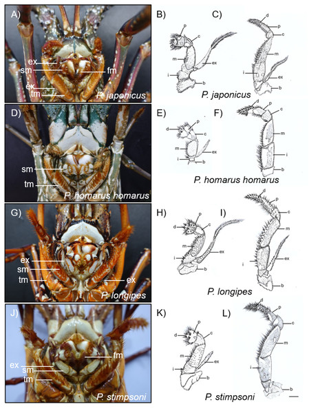 Photographs and diagrammatic views of the distinguished mouth parts of four spiny lobster species.