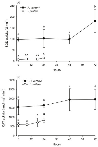Changes in the antioxidant activity of Platygyra verweyi and Isopora palifera host tissues when treated at 31 °C.
