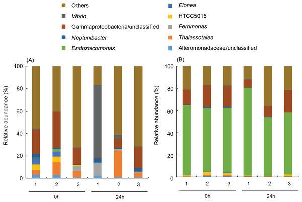 Dominant bacterial genus composition in the γ-proteobacteria class in the corals.